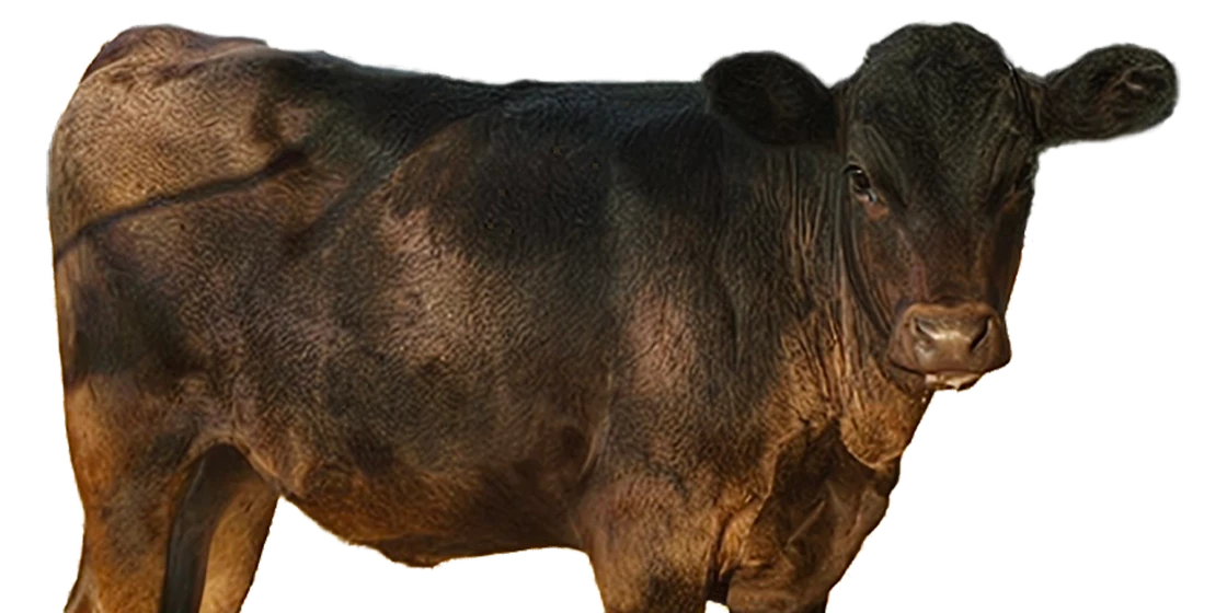 Rogue Land & Cattle