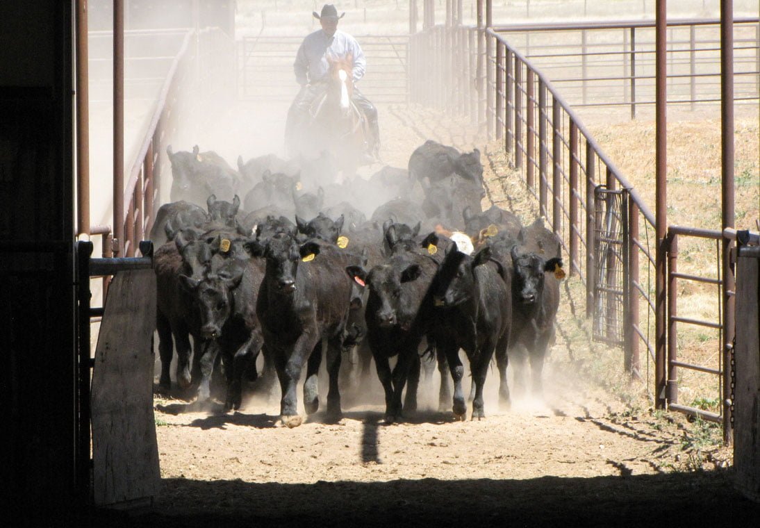 Cowboy herding black steers down an alley.