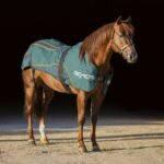 Horse standing with BEMER horse blanket
