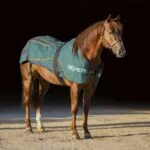 Horse standing with BEMER horse blanket