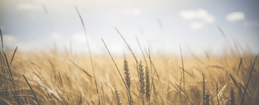 Sunlight in the distance highlighting an a field with a closee up shot of wheat ready to harvest.