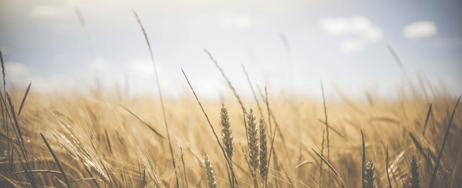 Texas agriculture - Carrie Hagglund Sunlight in the distance highlighting an a field with a closee up shot of wheat ready to harvest.