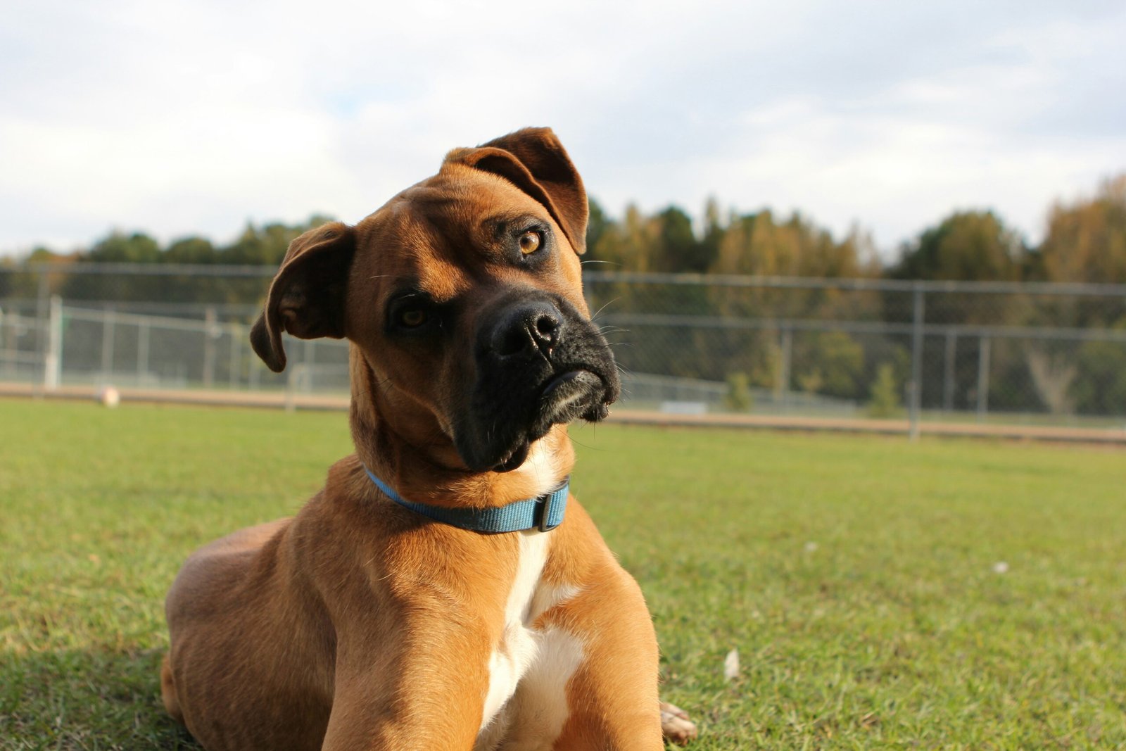 Dog listening - Carrie Hagglund Boxer laying in the grass.
