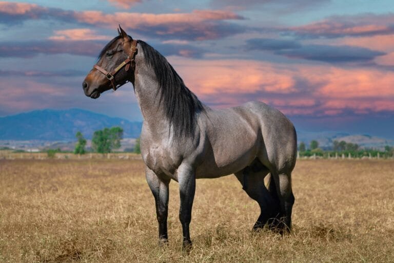 Bay roan quarter horse stallion